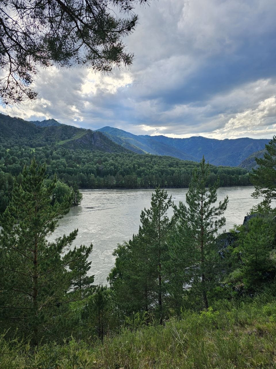 Панорама реки Катунь с соснами на фоне гор